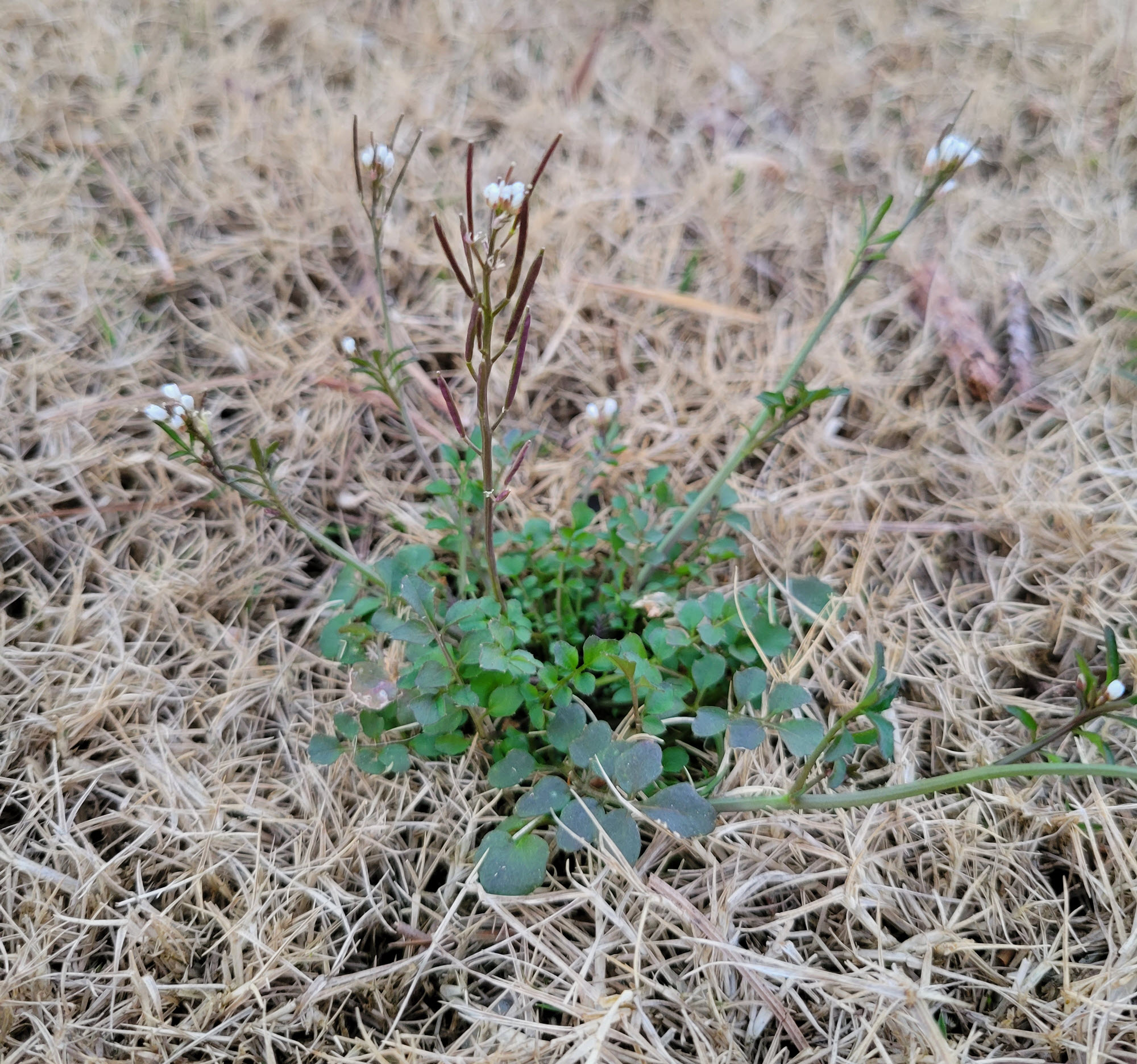 How to Get Rid of Hairy Bittercress Weeds Weed Control Tips